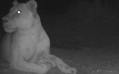 Ciad, leonessa fotografata nel Parc National Sena Oura dopo 20 anni