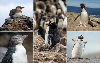 Giornata mondiale del pinguino, quali sono le specie a rischio