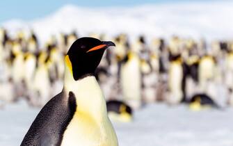 Antarctica, Snow Hill. Portrait of an adult emperor penguin with the rookery in the background.