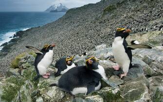 South Georgia Island
sub-Antarctic
Macaroni Penguins in "Big Mac" colony
(Eudyptes chrysolophus)
Bird Island
December 2005
