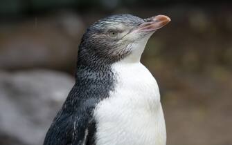 Yellowed-eyed penguin in new zealand relaxing after a rain