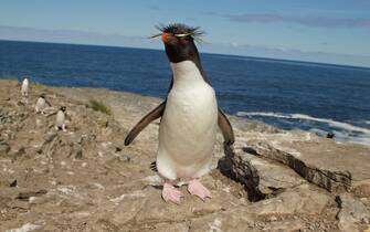 Rockhopper penguin, Eudyptes chrysocome, adult returning from sea, at nesting colony, Bleaker Island, Falkland Islands, South Atlantic