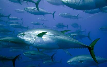 Giornata mondiale del tonno, le specie più diffuse nel Mediterraneo