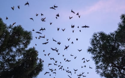 Giornata mondiale degli uccelli migratori, quali sono in Italia