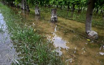 A photograph shows flooded apple trees in a fruit farm in the village of Reda, 10 km from Faenza, on May 19, 2023, after floodwaters hit the Emilia-Romagna region. The toll from floods that have devastated the Emilia Romagna region in Italy rose to 14 on May 19, amid calls for the government to revive an abandoned project to mitigate the impact of natural disasters. (Photo by Andreas SOLARO / AFP) (Photo by ANDREAS SOLARO/AFP via Getty Images)