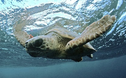 Zanzibar, mangiano carne di tartaruga marina: 9 morti