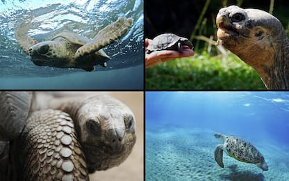 Giornata mondiale delle tartarughe, le specie più grandi del mondo