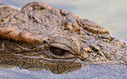 Usa, resti umani trovati nelle fauci di un alligatore in Texas