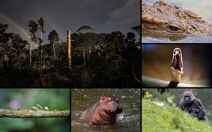 World Rainforest Day, gli animali che vivono nella foresta pluviale