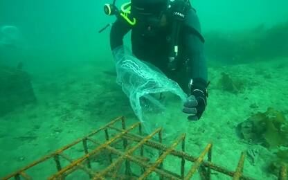Sydney, centinaia di cavallucci marini rilasciati in mare. VIDEO