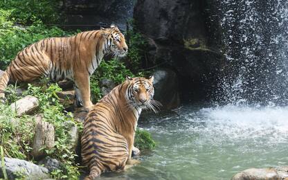 Giornata mondiale tigre, i dati del Wwf sull'estinzione della specie