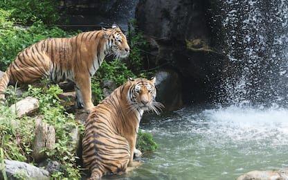 Giornata mondiale tigre, i dati del Wwf sull'estinzione della specie