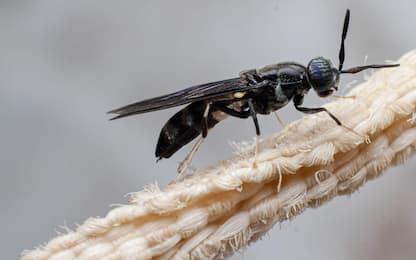 Plastica biodegradabile prodotta con le mosche morte: lo studio in Usa