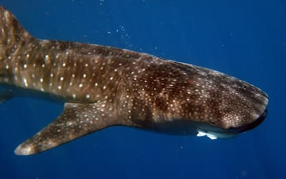 Giornata squalo balena, pesce più grande al mondo a rischio estinzione