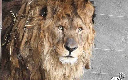 ll leone più solitario del mondo torna in Africa dopo anni