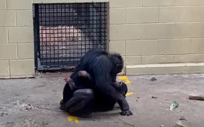 Australia, baby scimpanzé riabbraccia madre dopo morso serpente. VIDEO