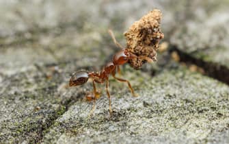 Red Imported Fire Ant (Solenopsis invicta)