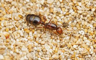 Red Imported Fire Ant (Solenopsis invicta) - Queen