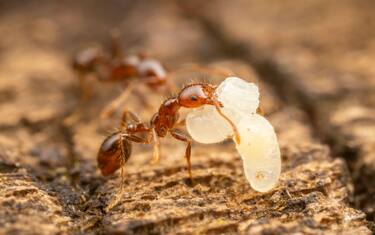 Red Imported Fire Ant (Solenopsis invicta) workers of various sizes relocate pupae from one part of a decaying log to another.