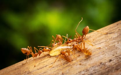 La formica di fuoco è arrivata in Italia. Quasi 90 i nidi in Sicilia