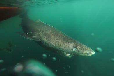 Avvistato nel Mare dei Caraibi lo squalo più vecchio del mondo
