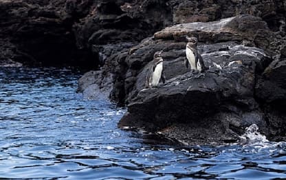 Allarme influenza aviaria alle Galapagos, morti decine di uccelli