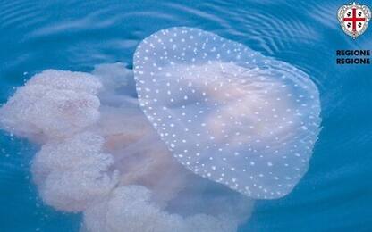 Sardegna, medusa a pois "aliena" individuata vicino a Olbia