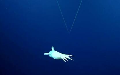 Polpo Dumbo, raro esemplare avvistato nell'Oceano Pacifico. Video