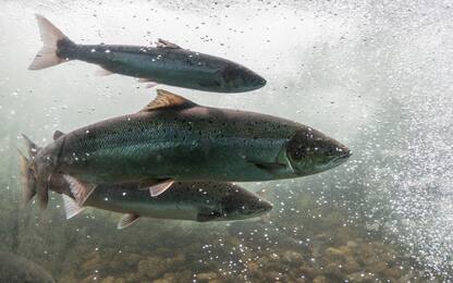 Islanda, fuga salmoni da allevamento mette in pericolo specie locale