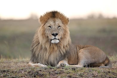 Gli animali hanno più paura della voce umana che del ruggito del leone