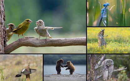 Comedy Wildlife Photo Awards 2023, annunciate le foto finaliste