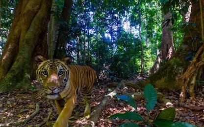 Tigre della Malesia, la foto di uno degli ultimi 150 esemplari