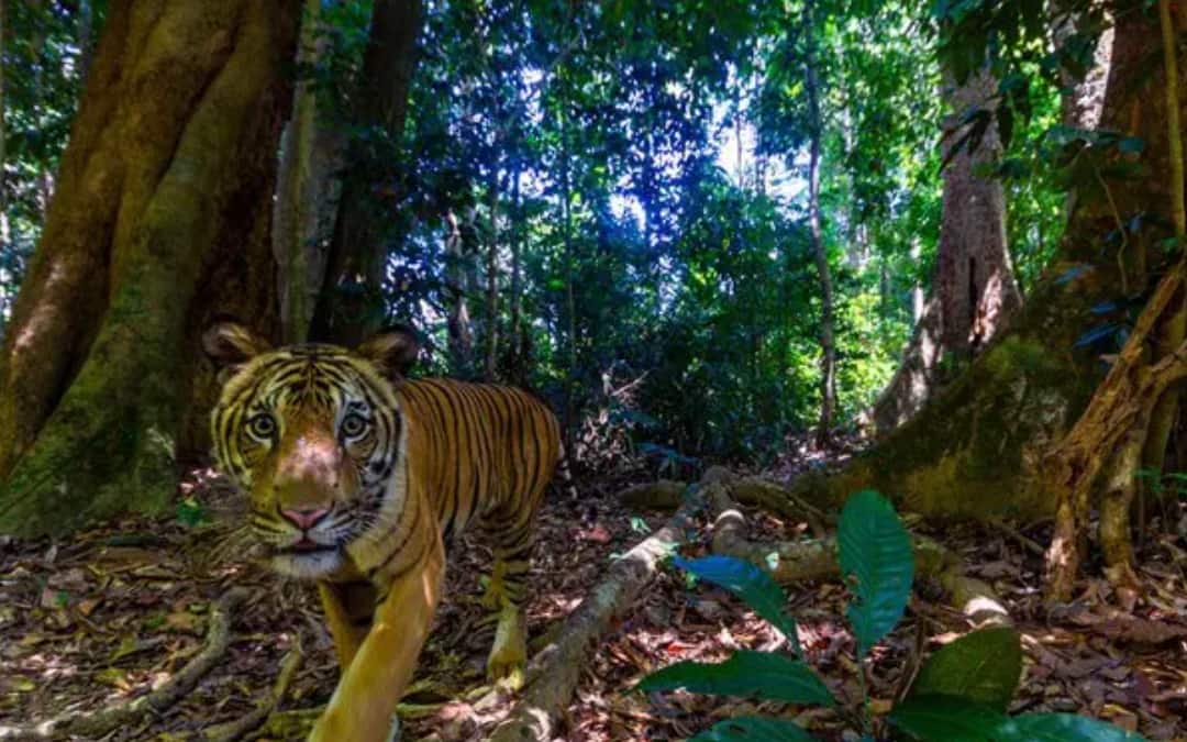 Tigre della Malesia