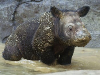 Rinoceronte di Sumatra, cucciolo maschio Delilah nato in Indonesia