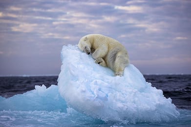 Un orso bianco che dorme vince il Wildlife photographer of the year