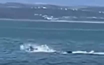 Ripresa per la prima volta un'orca solitaria che uccide squalo bianco