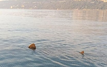 Trieste, avvistato squalo elefante di otto metri nel Golfo