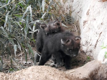 Due piccoli "lupi della criniera" nati in Parco nel veronese