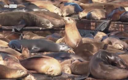 San Francisco, mille leoni marini giocano al Fisherman's Wharf. VIDEO