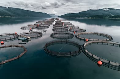 Moria di salmoni in Norvegia. Crisi per un mercato da 11 miliardi