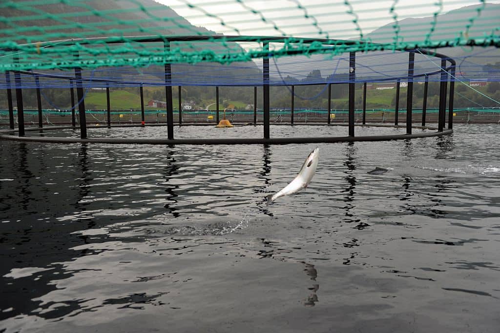 A salmon jumps in a submerged cage in front of the feeding system  at a farm of Norwegian world's largest salmon producer Marine Harvest on September 11, 2014 in Indre Oppedal, 100 km from Bergen.  AFP PHOTO  ERIC PIERMONT        (Photo credit should read ERIC PIERMONT/AFP via Getty Images)