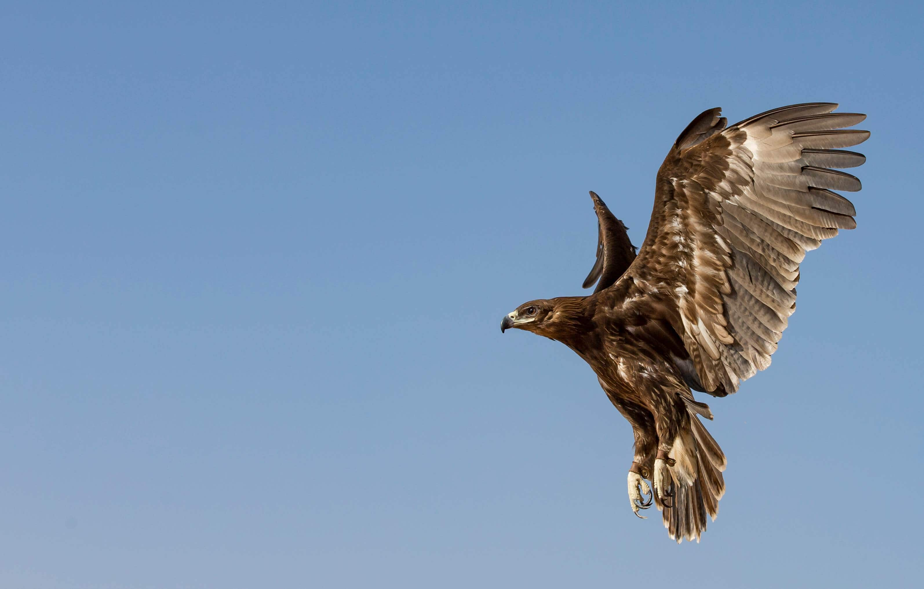 Aquila maculata maggiore 