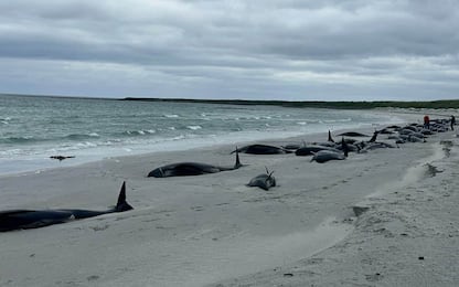 Scozia, 77 balene spiaggiate su isola Sanday. Peggior caso del secolo