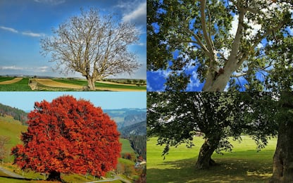 Giornata nazionale degli alberi, i più diffusi in Italia