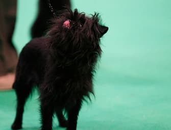 BIRMINGHAM, ENGLAND - MARCH 10: An Affenpinscher showing on day three of the Cruft's dog show at the NEC Arena on March 10, 2018 in Birmingham, England. The annual four-day event sees around 22,000 pedigree dogs visit the center, before the 'Best in Show' is awarded on the final day. (Photo by Richard Stabler/Getty Images)