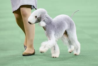 A Bedlington Terrier competes in the Terrier Group during the second day of competition at the 140th Annual Westminster Kennel Club Dog Show at Madison Square Garden on February 16, 2016 in New York City.