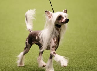 BIRMINGHAM, ENGLAND - MARCH 10: A Chinese Crested dog shows on day three of the Cruft's dog show at the NEC Arena on March 10, 2018 in Birmingham, England. The annual four-day event sees around 22,000 pedigree dogs visit the center, before the 'Best in Show' is awarded on the final day. (Photo by Richard Stabler/Getty Images)