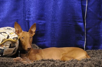 NEW YORK - OCTOBER 17:  Phaith, a Pharaoh Hound takes part in the second annual "Meet the Breeds" showcase of cats and dogs at the Jacob K. Javits Convention Center on October 17, 2010 in New York City. "Meet the Breeds" is hosted by The American Kennel Club and Cat Fanciers Association, and 160 dog breeds and 41 cat breeds were presented this year.  (Photo by Michael Loccisano/Getty Images)