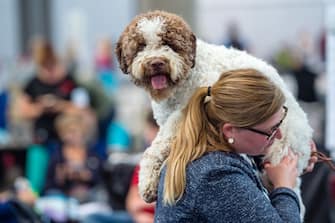 LEIPZIG, GERMANY - AUGUST 26: An owner and her dog of the breed 'Lagotto Romagnolo' during a competition at the 2018 Dog and Cat (Hund und Katze) pets trade fair at Leipziger Messe trade fair halls on August 26, 2018 in Leipzig, Germany. The weekend fair brings together dog and cat lovers from across the country for beauty and skills competitions as well as exhibitors showcasing the latest in pet food, toys and accessories. (Photo by Jens Schlueter/Getty Images)