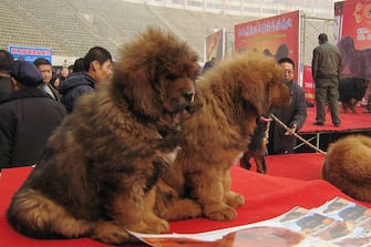 SHIJIAZHUANG, CHINA - FEBRUARY 16:(CHINA OUT) Tibetan mastiffs are seen during the "China Northern 2011 Tibetan Mastiff Exposition" at Yutong International Sports Centre on February 16, 2011 in Shijiazhuang, Hebei province of China. The Tibetan Mastiff, also known as DoKhyi, is an ancient breed and a type of domestic dog originating with nomadic cultures in Central Asia.  (Photo by VCG/VCG via Getty Images)